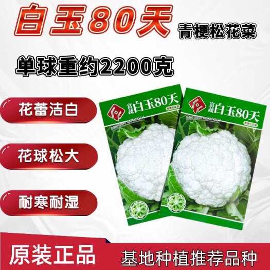 沭阳县白玉80天青梗松花菜种子引进花菜种籽花球洁白松大耐寒耐湿