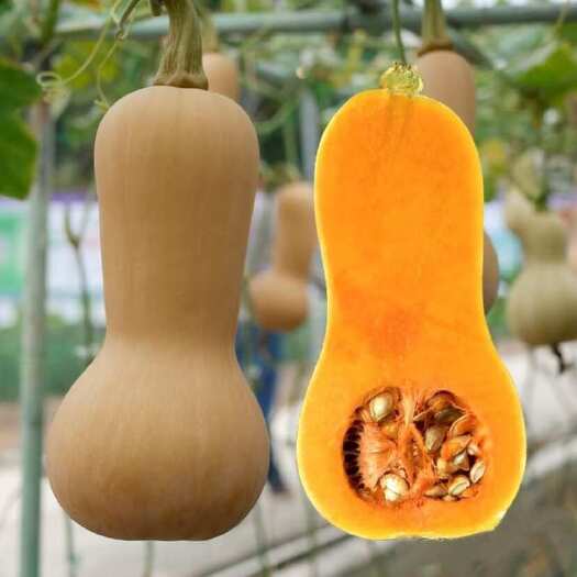 到手整箱米其林餐厅专用阿根廷奶油南瓜头茬阿根廷奶油南瓜