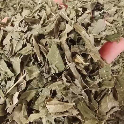 罗布麻叶 草药干货 2斤包邮 量大优惠