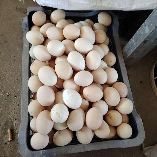 法库县自家养的笨鸡蛋，两遍料，一遍菜，口感好，营养丰富。
