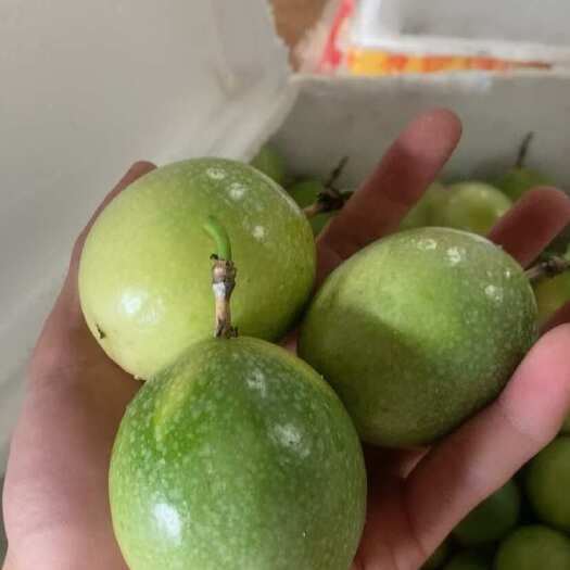 南宁百香果钦蜜九号