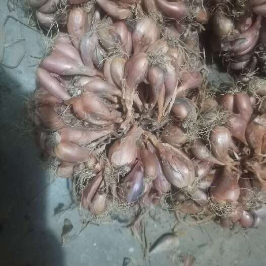 灵山县红葱头
