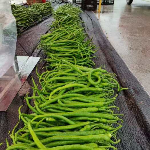 惠水县贵州惠水线椒新鲜采摘当日发货椒果菜类优质蔬菜