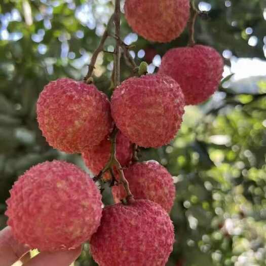 广州果园新鲜现摘现卖，荔枝中的佳品桂味荔枝