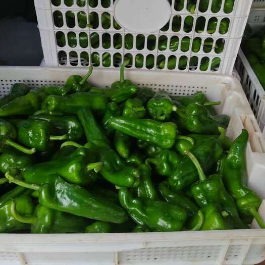 新鲜辣椒，场地现摘，无农残