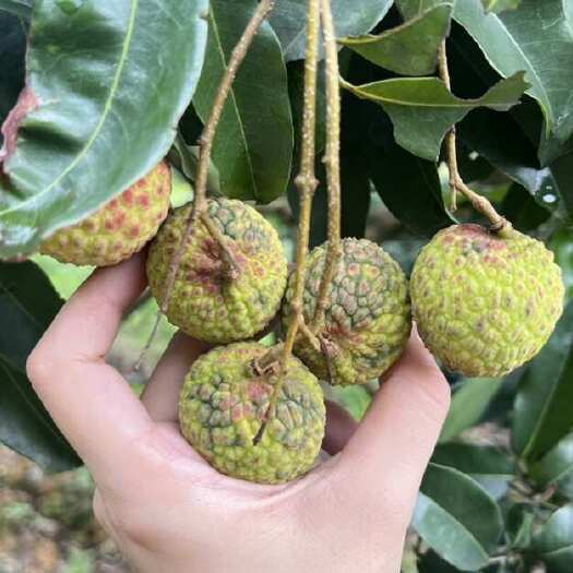 东莞市东莞樟木头原产地观音绿荔枝，低价出售，色泽不好，不影响食用