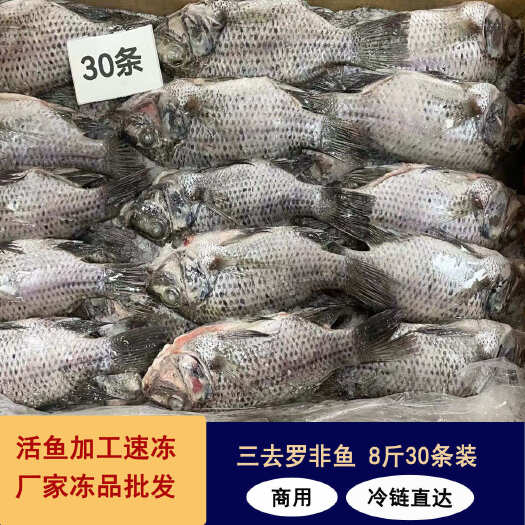 东山县冷冻三去罗非鱼批发 新鲜免处理30条 8斤装 餐饮水产冻品