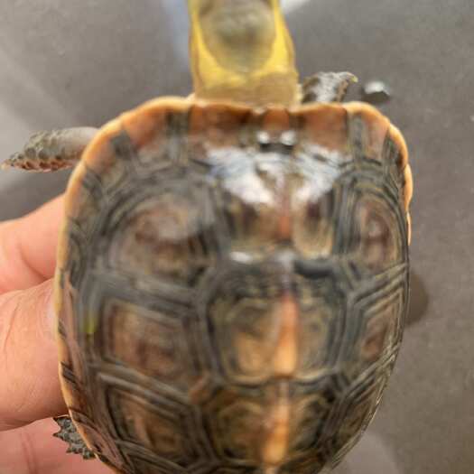 短丁点儿尾巴黄缘
