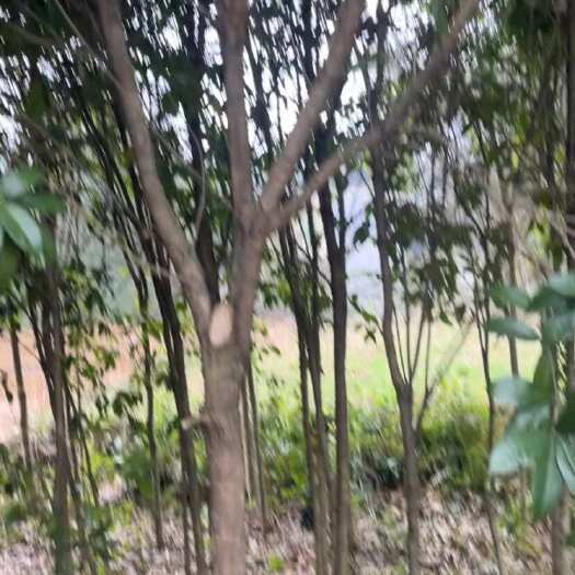 松桃县咸宁原生银桂 ￼金桂