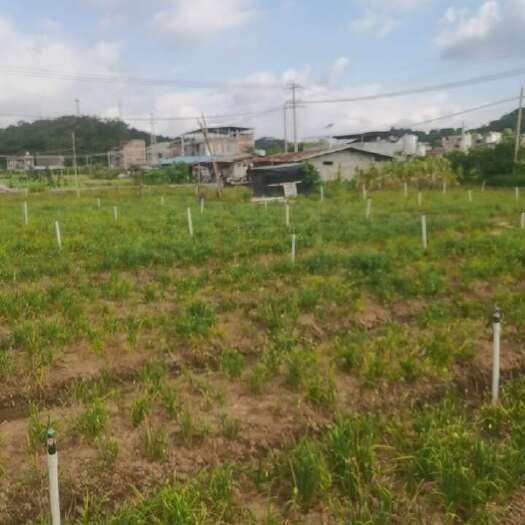 容县蔬菜种植基地转让。