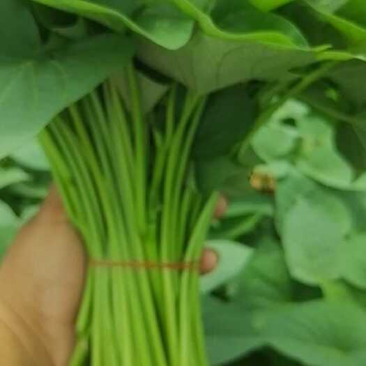 上海红薯叶自产自销
