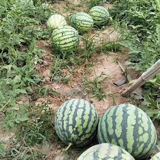 夏县运城二茬大吨位供应