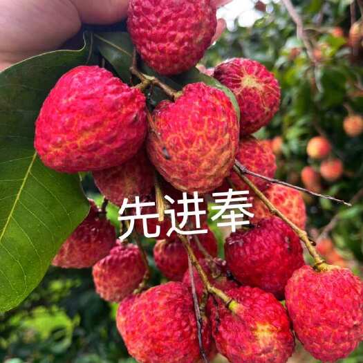 广州仙进奉荔枝