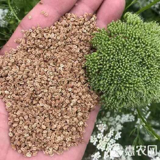 庆云县蛇床子筛选干净都干透了