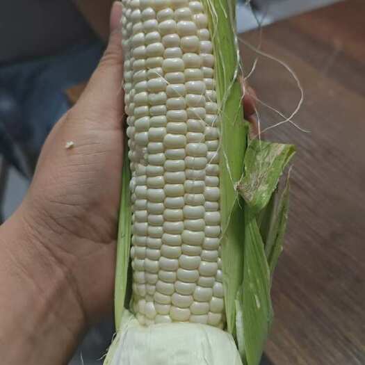仪陇县牛奶玉米