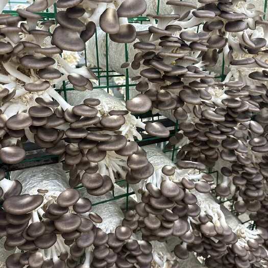 固安县河北欧朗斯秀珍菇，大量现货