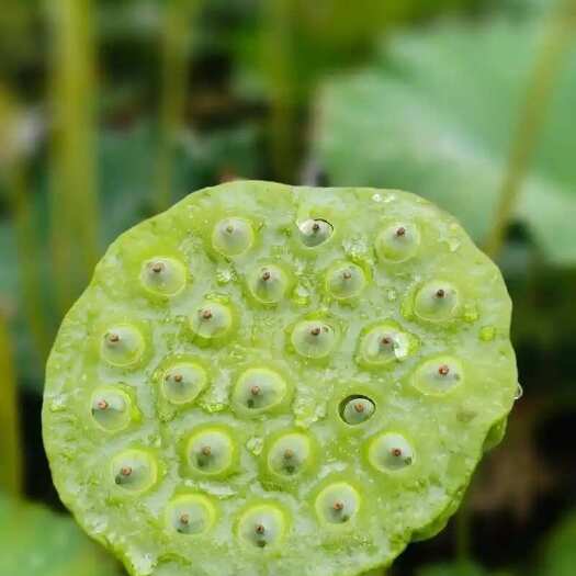 批发莲蓬嫩