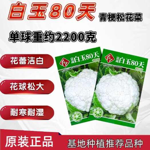 沭阳县白玉80天青梗松花菜种子引进花菜种籽花球洁白松大耐寒耐湿