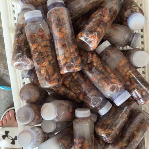 惠民县金蝉大量有货，电商一件代发，在家就能做生意。