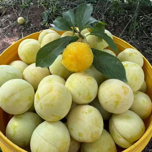 汉源县桃花李  冰糖李