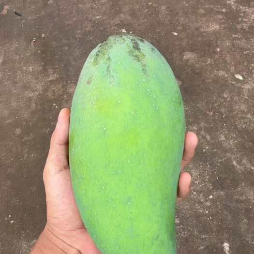 思茅云南普洱大象芒果