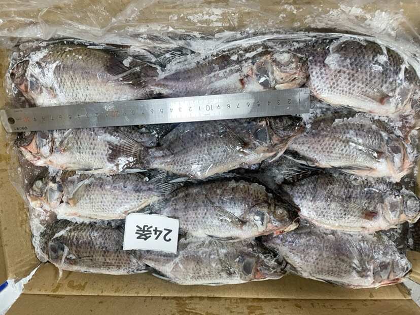 三去罗非鱼批发新鲜加工24条8斤装水产冻品餐饮大排档酒店商用