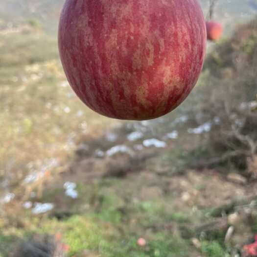 营口辽宁红富士苹果9月份应季
