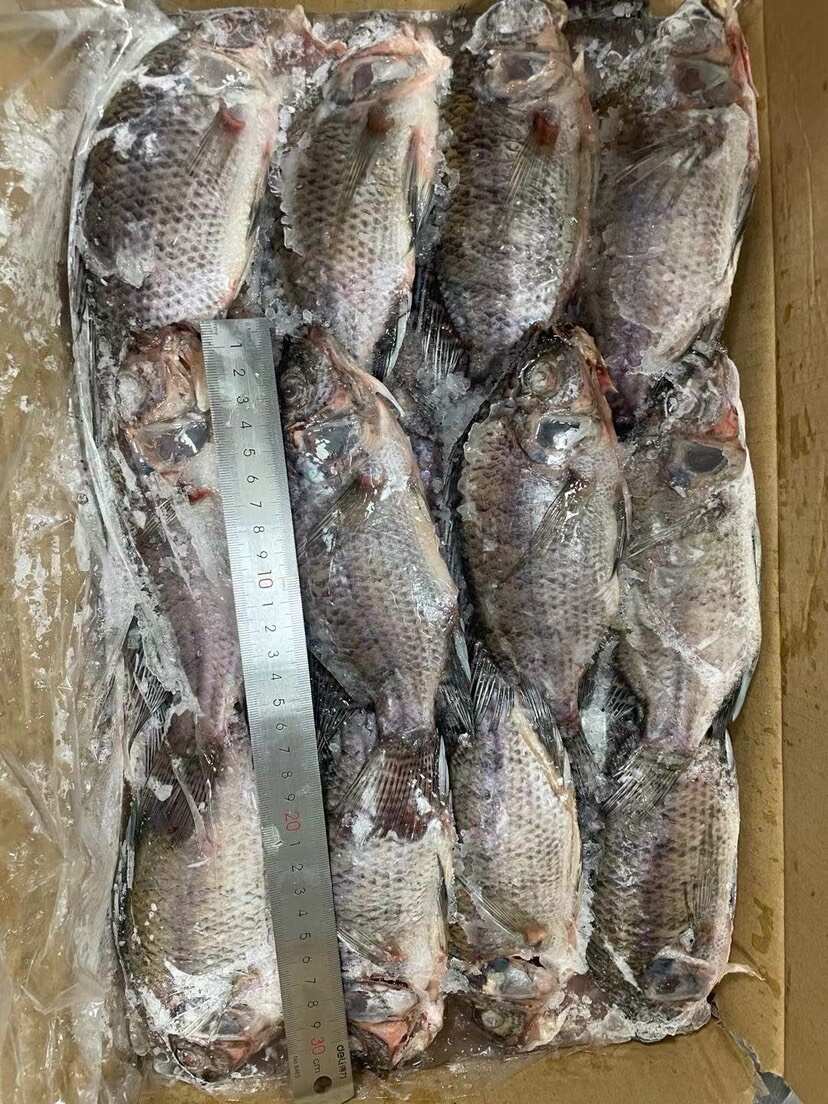 三去罗非鱼批发新鲜加工24条8斤装水产冻品餐饮大排档酒店商用