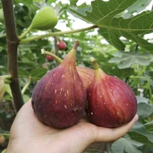 昆明云南波姬红无花果2025新果