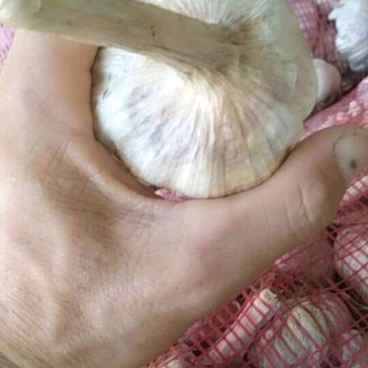 商河县优质商河大青稞紫皮蒜，果型好，成熟度高，耐寒，抗灾，