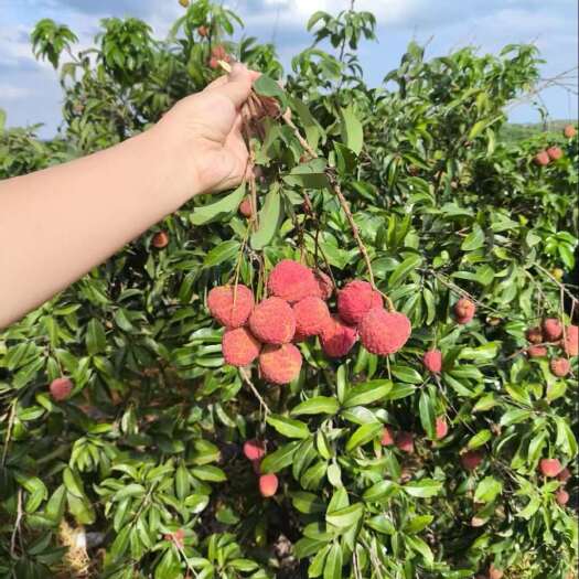 吴川市广东吴川仙进奉荔枝新鲜水果，自己家果园种的荔枝，价格可谈