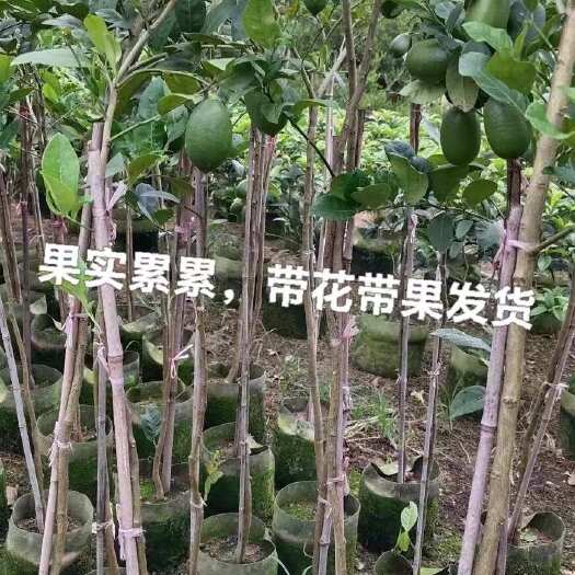 高杆广东香水柠檬树大树1.2-2.5米