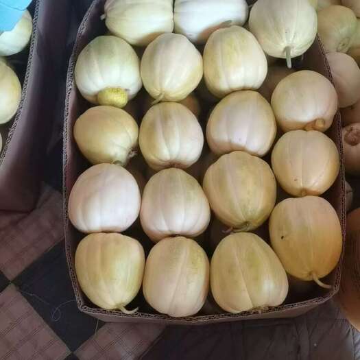 忻州甜瓜大量上市了