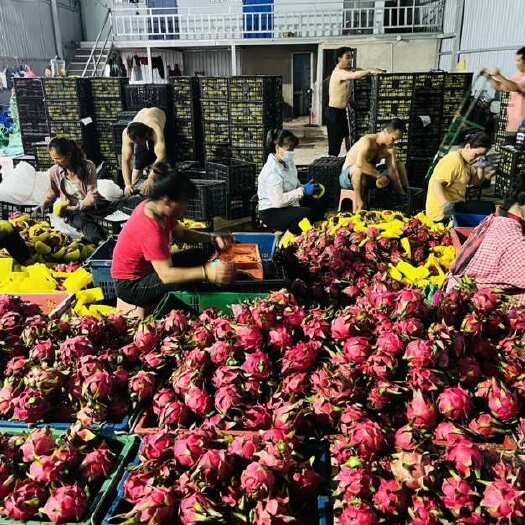 景洪市红心火龙果 自己家农场160亩