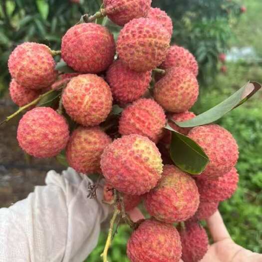 宾阳县每日采摘新鲜荔枝，欢迎来撩[勾引]