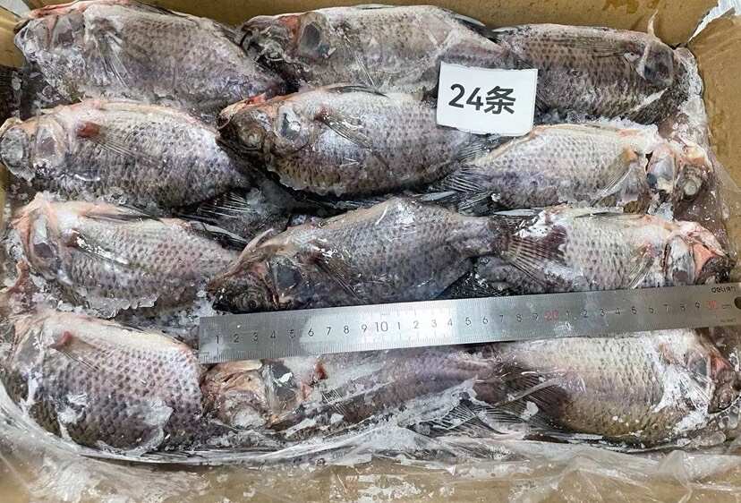 三去罗非鱼批发新鲜加工24条8斤装水产冻品餐饮大排档酒店商用