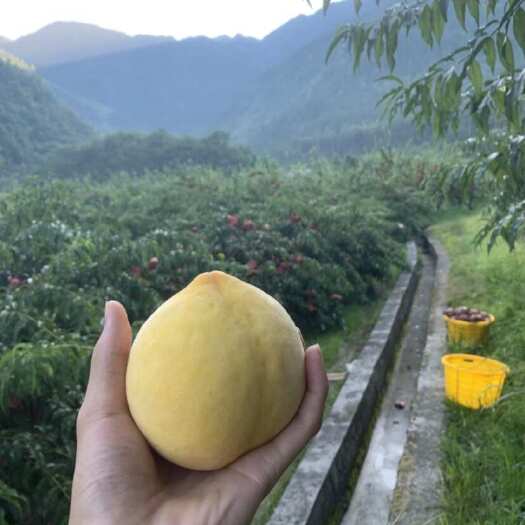 炎陵县湖南炎陵锦绣黄桃 新鲜水果核果仁果类 支持快递整车配送