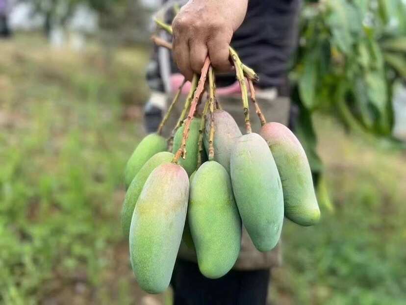 广西百色金煌芒新鲜热带水果芒果批发直供接个大电商平台团购