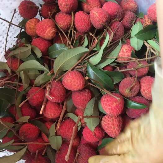 广州广州增城桂味荔枝大量上市