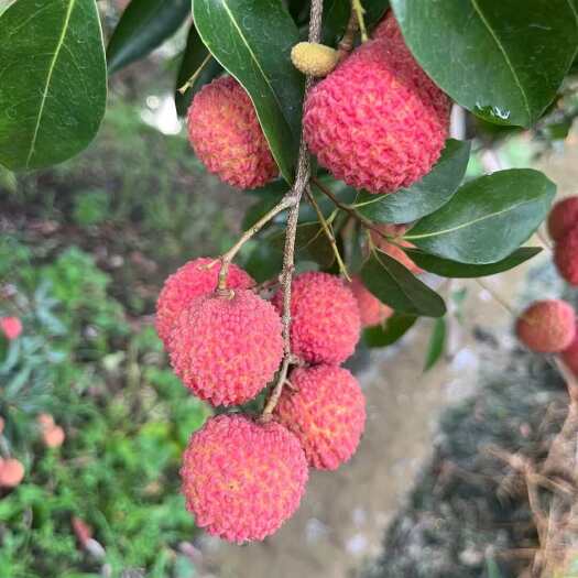 广州从化桂味