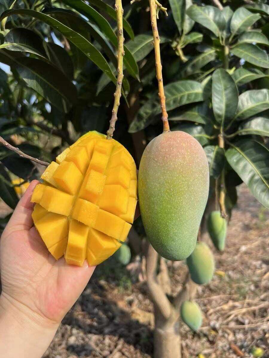 广西百色金煌芒新鲜热带水果芒果批发直供接个大电商平台团购
