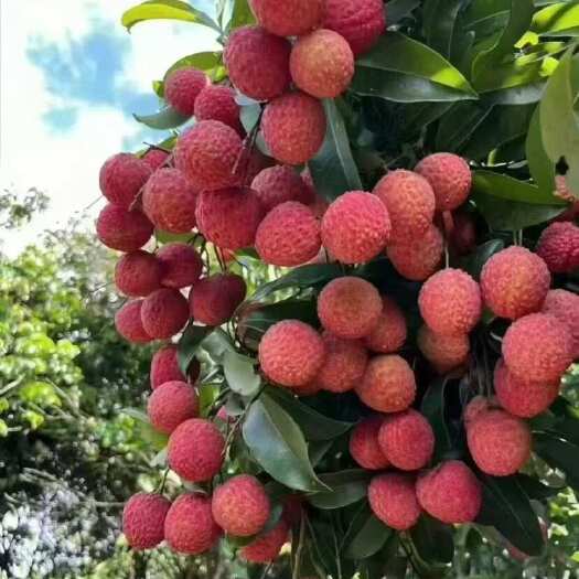 桂平市桂味