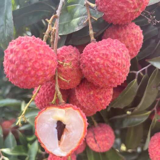 宾阳县广西南宁宾阳桂味荔枝新鲜