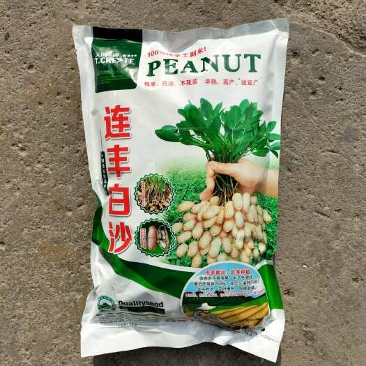 沭阳县国审大粒白沙果花生种子 矮秧大白沙花生种子
