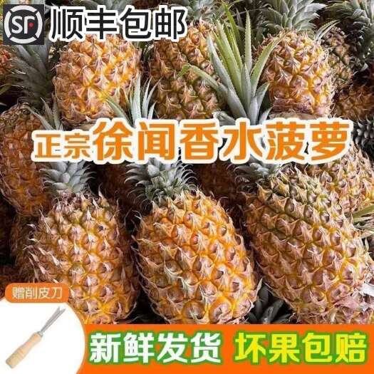 徐闻县徐闻香水菠萝 树上自然熟 自家果园直发 新鲜现摘（顺丰包邮）