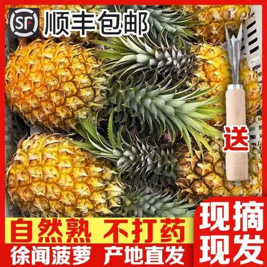 广东徐闻香水菠萝 树上熟现摘新鲜水果产地直发（顺丰包邮）