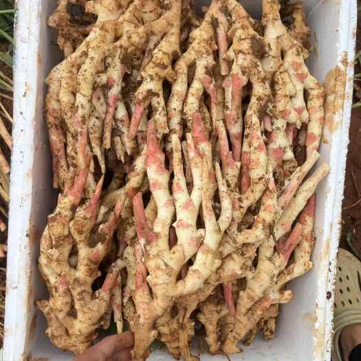 重庆璧山带土仔姜新鲜生姜葱姜蒜类蔬菜供应