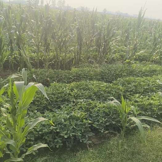 宁陵县鲜食糯玉米甜玉米，花生