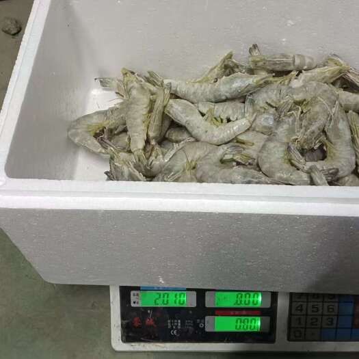 济南国产水冻3040/4050
30斤一箱