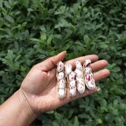 孟连县云南特产七彩花生、黑花生，精品花生，只做精品
